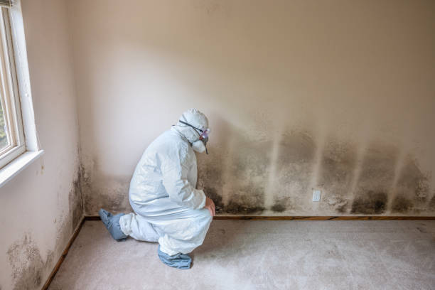 Best Mold Prevention Services  in Troy Hills, NJ