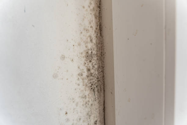 Best Mold Damage Restoration  in Troy Hills, NJ